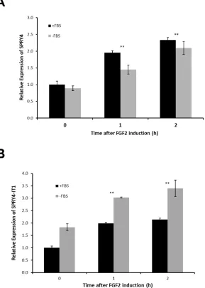 Figure 2: SPRY4 and SPRY4-IT1 Are Coordinately Regulated in Melanocytes. Relative expression of SPRY4-IT1 and SPRY4 following induction by FGF2