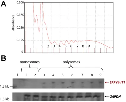 Figure 3: SPRY4-IT1 Accumulates in Polysomes and Is Absent from Monosomes. (A) Density gradient fractionation of monosome and polysome peaks