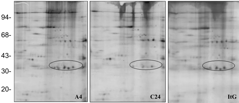 Figure 2Autoradiograph of proteins from ring stage iRBC ghosts from A4, C24 and ItGAutoradiograph of proteins from ring stage iRBC ghosts from A4, C24 and ItG