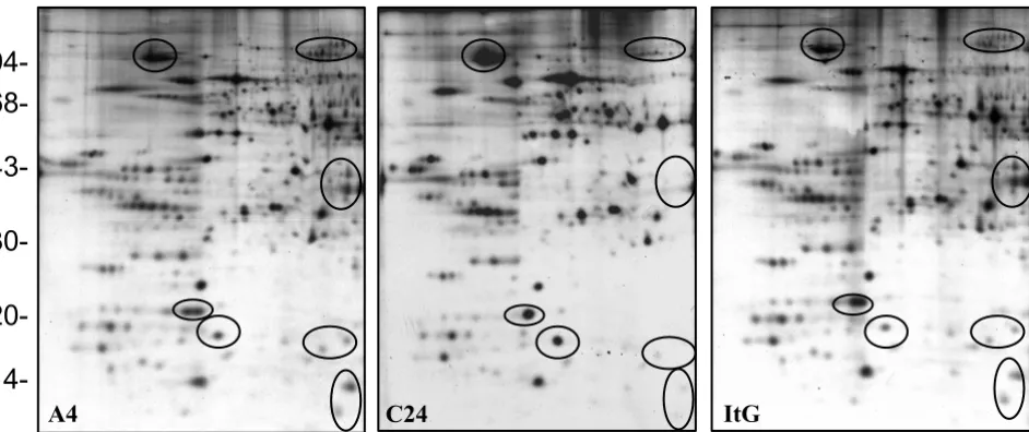 Figure 3Autoradiograph of proteins from trophozoite stage iRBC ghosts from A4, C24 and ItGAutoradiograph of proteins from trophozoite stage iRBC ghosts from A4, C24 and ItG