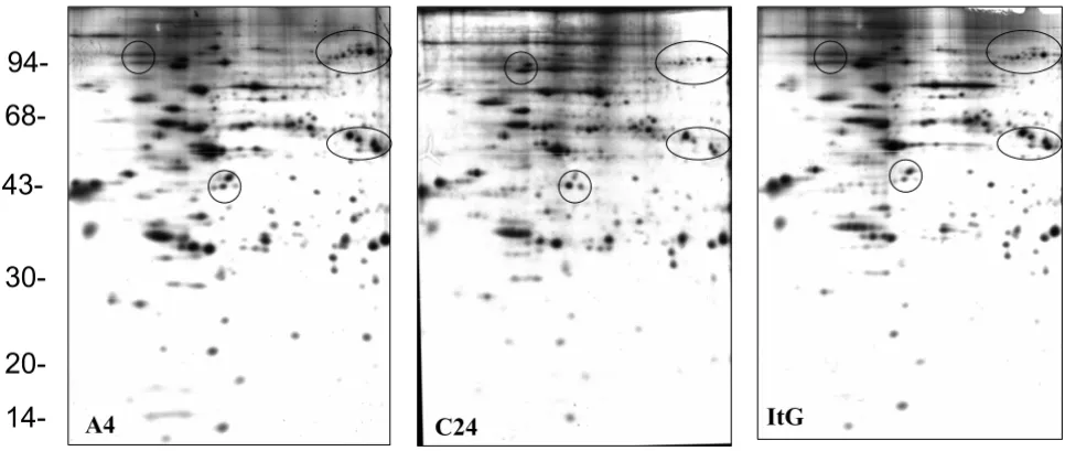 Figure 5Autoradiograph of proteins from trophozoite stage free parasite fractions of A4, C24 and ItGAutoradiograph of proteins from trophozoite stage free parasite fractions of A4, C24 and ItG