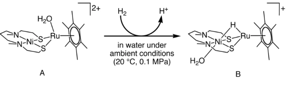 Fig. 1.18. Heterodinuclear [NiRu] complexes reported by Ogo et al. 166