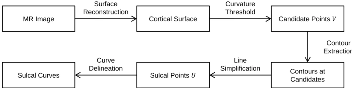 Figure 3.1: A schematic overview of the sulcal curve extraction. For each candidate sulcal point, a single contour is extracted
