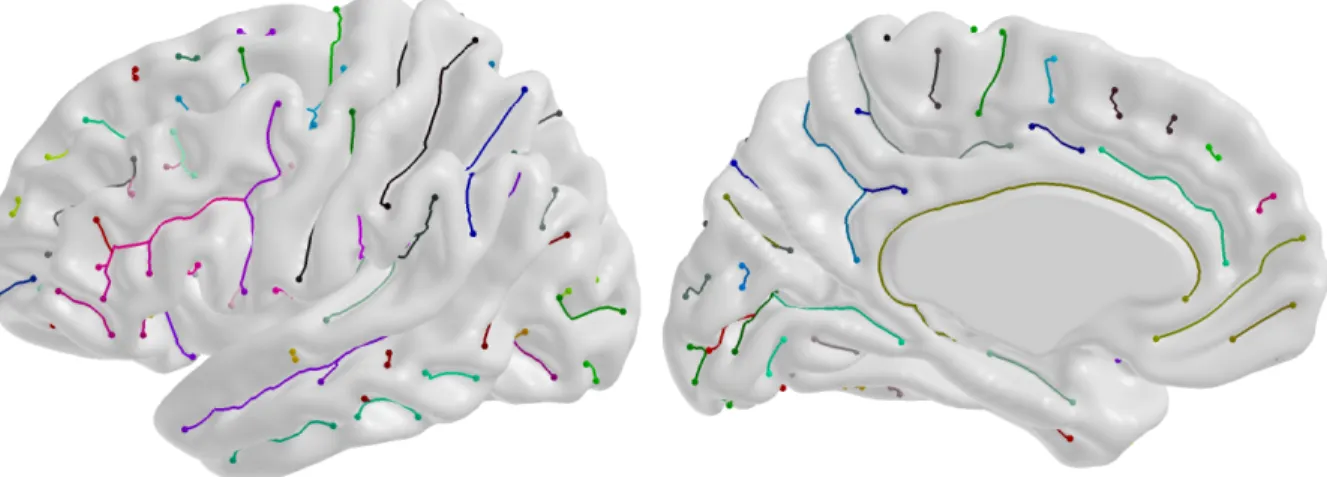 Figure 3.7: The estimated curves with endpoints in the lateral (left) and medial (right) views.