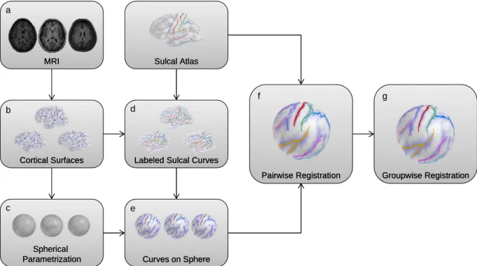 Figure 4.1: A schematic overview of the pair-wise method. From the cortical surface, sulcal/gyral curves are extracted and their correspondence is established by the proposed evolutionary algorithm