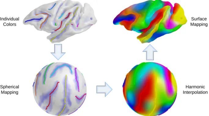 Figure 4.7: Cortical surface coloring using spherical harmonic interpolation. An individual curve has its own color for propagation and the sulcal curves are then mapped onto the sphere.