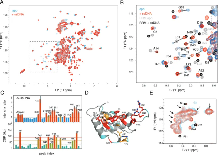 Figure 7. Full-length NtGR-RBP1 and isolated NtRRM share similar nucleic acid binding mode