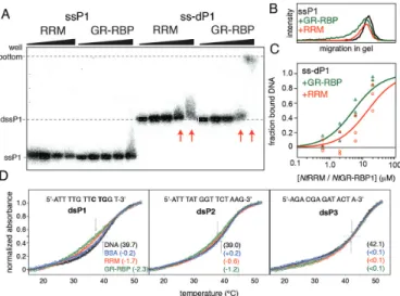 Figure 9. Model of GR-RBP function as RNA chaperones. mRNAs adopt secondary structures upon low temperature