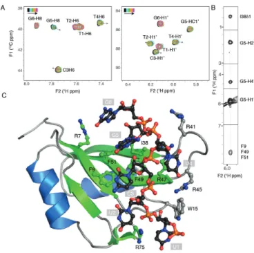 Figure 4. Nucleic acid binding mode. (A) Identification of CTG as bind- bind-ing surface for the NtRRM domain
