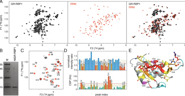 Figure 5. The RRM domain and glycine-rich region are not independent modules. (A) Comparison of 1 H- 15 N-HSQC ‘fingerprint’ spectra of full-length NtGR-RBP1 (left panel) and isolated NtRRM domain (middle panel), both recorded at 293 K