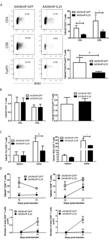 Figure 3. β-cell-specific IL-35 reduces proliferation of islet resident conventional T cells and  Foxp3 + Treg cells