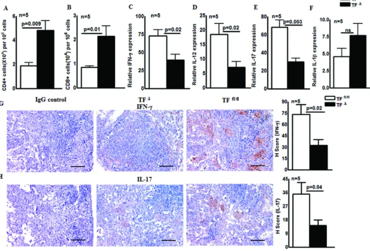 Fig. 5. T-cell numbers and cytokine production by M. tb infected TF Δ  and TF fl/fl  mice TF Δ  and TF fl/fl  mice were infected with ∼75–100 CFU of M