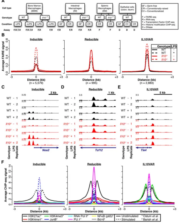 Fig. 1. Three regulatory element classes in bone marrow macrophages driven by IL-10 deficiency  and bacterial stimulation