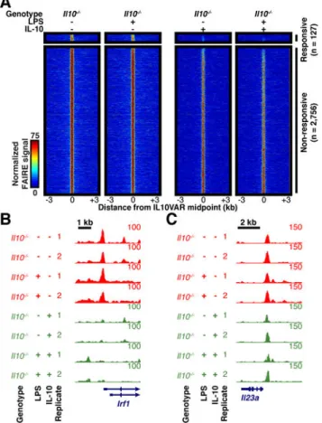Fig. 5. Ectopic IL-10 does not revert aberrant baseline chromatin structure of Il10 −/− 