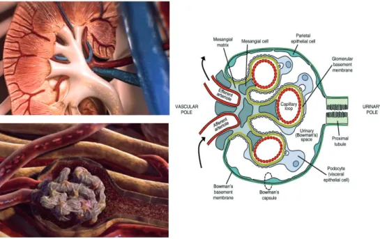 Figure 3: Structure and function of the kidney and glomerulus. One of the main functions of the  kidney is glomerular filtration