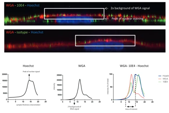 Figure 1: Methods to quantify the luminal endothelial glycocalyx stainings. A) Method to quantify  the luminal glycocalyx
