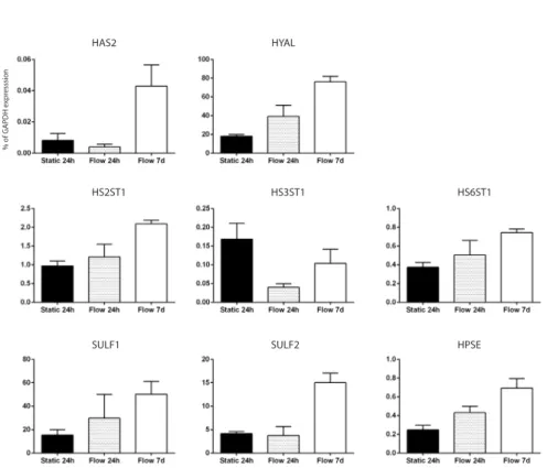 Figure 5: Prolonged shear stress alters gene expression of enzymes involved in HS and HA  production and modification