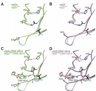 Figure 7. Human −yeast chimeric proteasomes in complex with β2c (4; green)- and β2i (39; purple)-selective inhibitors