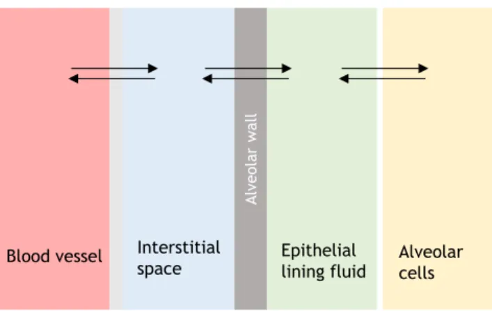 Fig. 1 Schematic overview of lung tissue depicting different physiological barriers that antibiotics need to cross in order to reach the epithelial lining fluid.