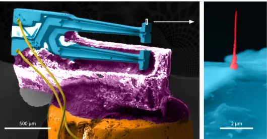 Figure 2.3. Scanning Electron Microscopy images with false colours for enhanced contrast of the QTF glued on a ceramic spacer which is glued to the slider, with a close-up of the apex of the upper prong