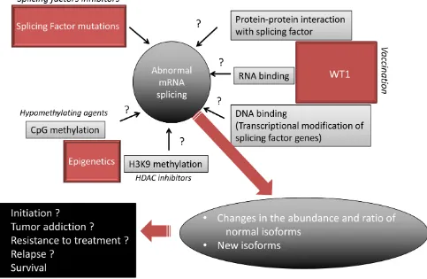 Figure 5: Proposed model of mRNA missplicing in AML. Hypothetical mechanisms are denoted by a question mark