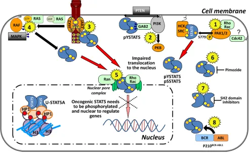 Figure 3: Targeting STAT5A nuclear translocation at a glance in leukemia. (1) PAK1 and 2 phosphorylate STAT5A on S779 in the presence of Rho GTPases and might travel through the nuclear pore complex assembled to those