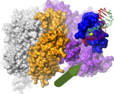FIGURE 6. Schematic model of the complex of the RFC BRCT region, the clamp loader, and DNA