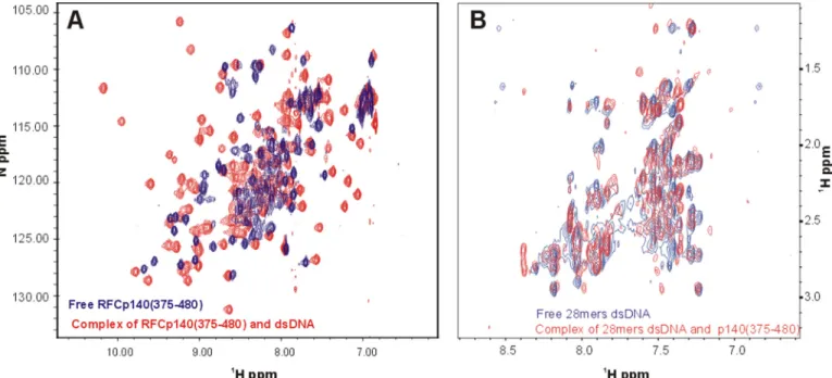 FIGURE 1. Chemical shift perturbation analysis of RFC p140-(375– 80) binding to dsDNA