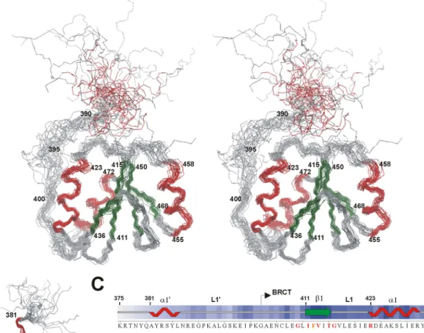 FIGURE 2. Structure of RFC p140-(375– 480) when bound to dsDNA. A, stereoview of a superposition of the backbone (N, C ␣, and C⬘) atoms of residues 403– 480 for the 24 lowest energy structures of RFC p140-(375– 480)