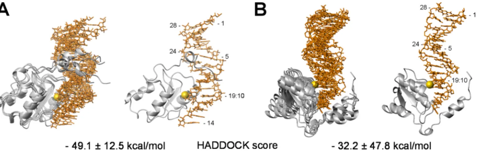 FIGURE 5. Model of the RFC p140-(375– 480)-dsDNA complex generated by HADDOCK. A, electrostatic surface presentation