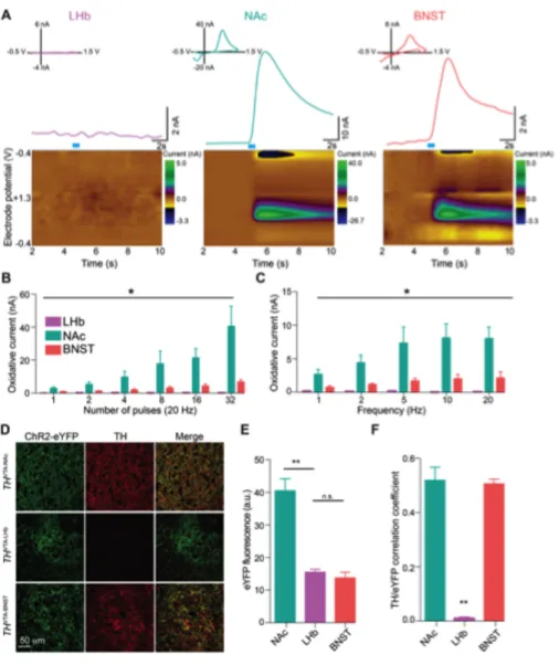 Figure 3.6: TH VTA-LHb  neurons do not release detectable levels of dopamine in  the LHb (A) Fast-scan cyclic voltammetric recordings of optically-evoked dopamine  release in LHb (left), NAc (middle), and BNST (right) brain slices from TH VTA ::ChR2  mice
