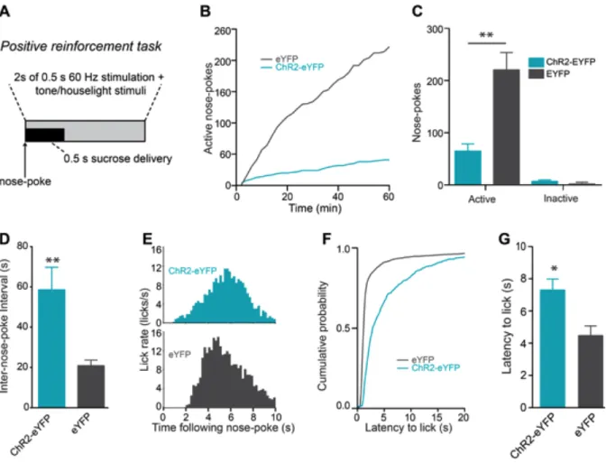 Figure 2.5: Activation of LHb inputs to the RMTg disrupts positive 