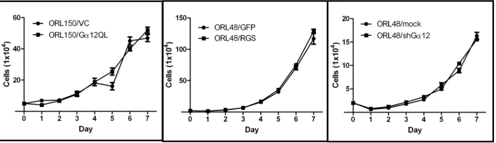 Figure 5: Gα12 is not involved in regulating OSCC proliferation. No differences in cell growth were observed whether Gα12 was constitutively activated (Gα12QL) in ORL150 a cell line with low Gα12 expression or when Gα12 signalling was inhibited either by t