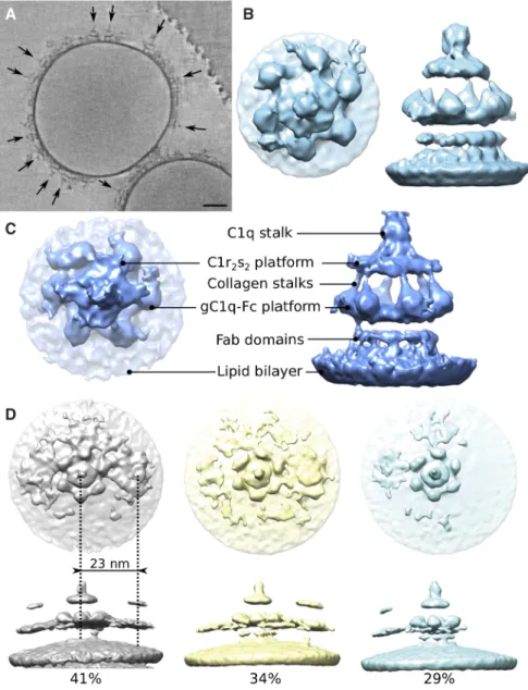 Fig. 1. C1-mAb complexes observed on liposomes by tomography.  