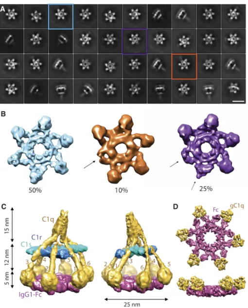Fig. 2. Soluble C1-IgG1 6  complexes display heterogeneous structures. 