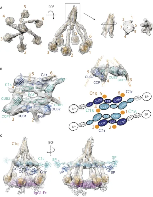 Fig. 4. Structural model of C1 fitted into C1-IgG1 6  density. 
