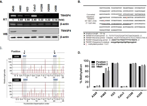 Figure 1: TM4SF4 expression in lung cancer cell lines is regulated by methylation. (A) RT-PCR and Western blot analysis of TM4SF4 expression in the indicated lung cancer cell types