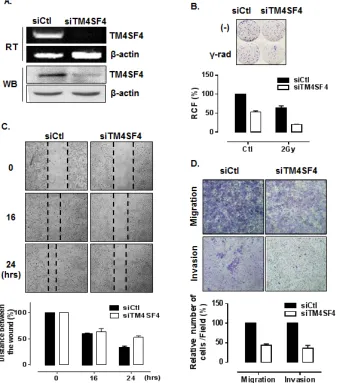 Figure 2: Suppression of TM4SF4 expression in A549 cells retarded cell growth, migration, and invasiveness