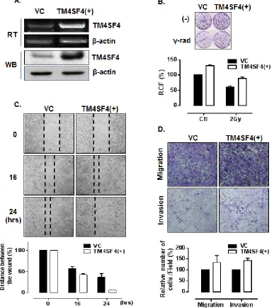 Figure 3: Overexpression of TM4SF4 in A549 cells enhanced cell growth, migration, and invasiveness