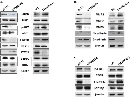 Figure 4: PI3K, AKT, NF-kappaB, PTEN, and MMPs were regulated by TM4SF4 expression in A549 cells 