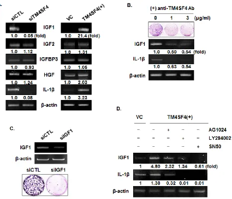Figure 5: IGF1R activation of TM4SF4-overexpressing A549 cells is induced by enhanced expression of IGF1 via NF-kappaB activation