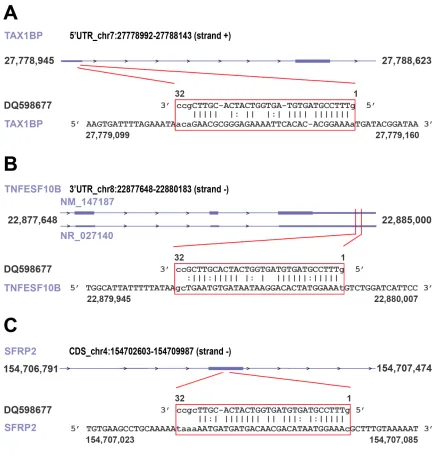Figure 4: Examples of piRNA-RNA sequence complementarity exploited to identify transcripts representing putative targets of the piRNAs found differently expressed in cancer vs normal breast tissue