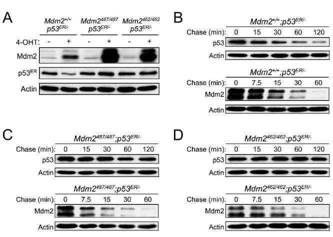 Figure 2-1. Mdm2 E3 ubiquitin ligase function is dispensable for Mdm2 autodegradation  under physiological conditions
