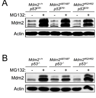 Figure 2-2. Mdm2 E3 dead mutant still degraded in proteasome dependent manner. 