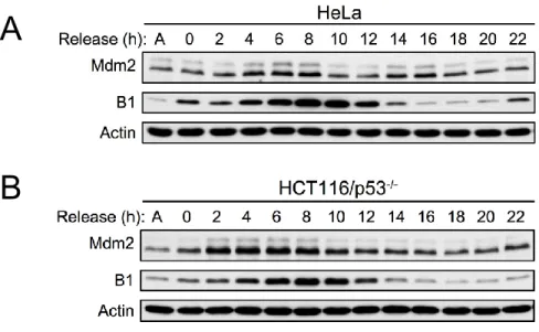 Figure 2-5. Mdm2 oscillates in a p53 independent manner in Double Thymidine Block  synchronized cells.