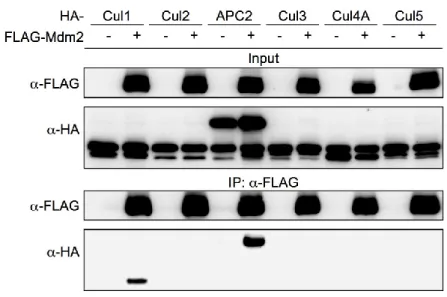 Figure 2-6. Mdm2 interacts with APC2 and Cullin 1. 