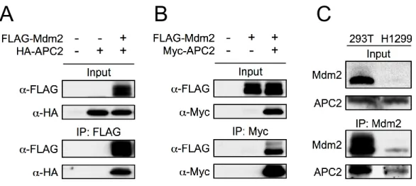 Figure 2-7. Mdm2 interacts with APC2. 