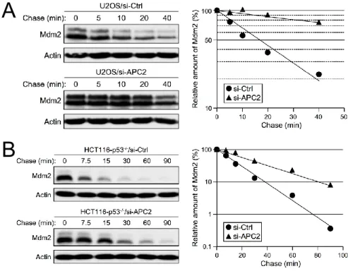 Figure 2-9. APC2 Knocking Down led to extended Mdm2 half-life. 