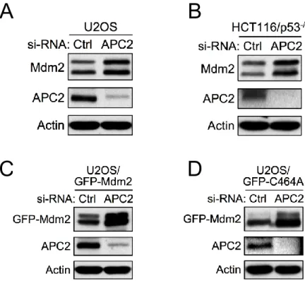 Figure 2-10. APC2 Knocking Down leads to Mdm2 accumulation. 