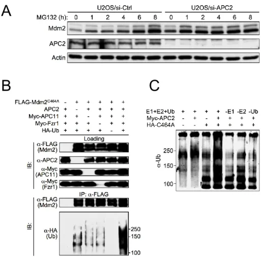 Figure 2-11. APC2 is important for Mdm2 degradation. 